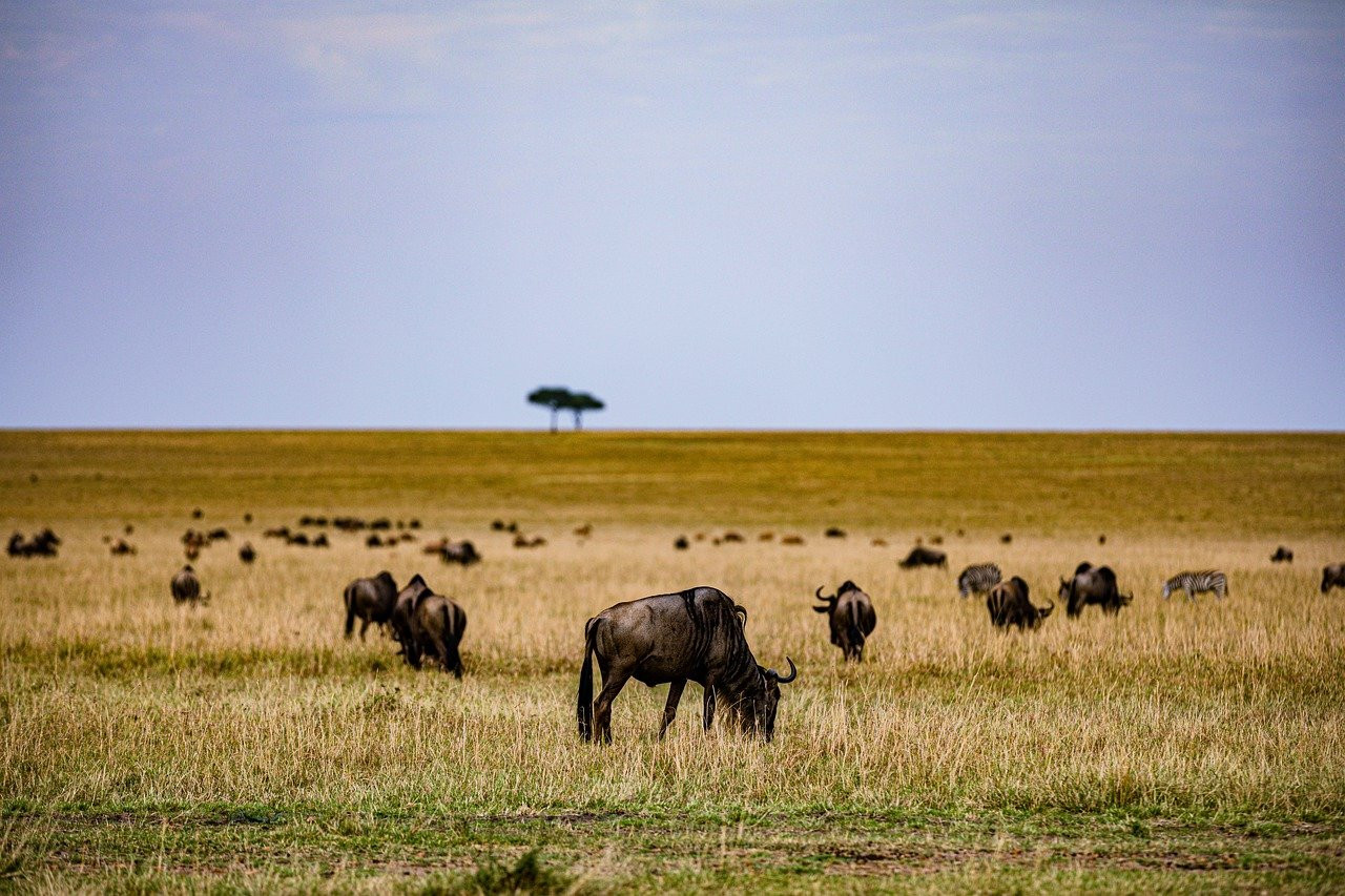 La traversée des gnous en Serengeti