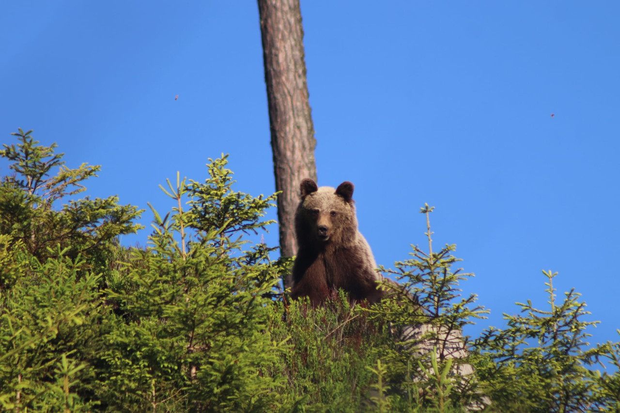 Bear seen while on tour in Slovakia