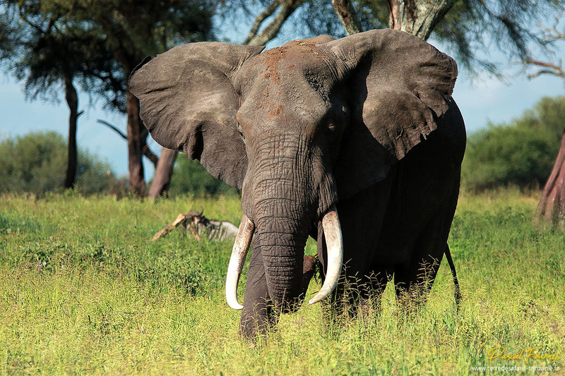 Elephant Tarangire National Park