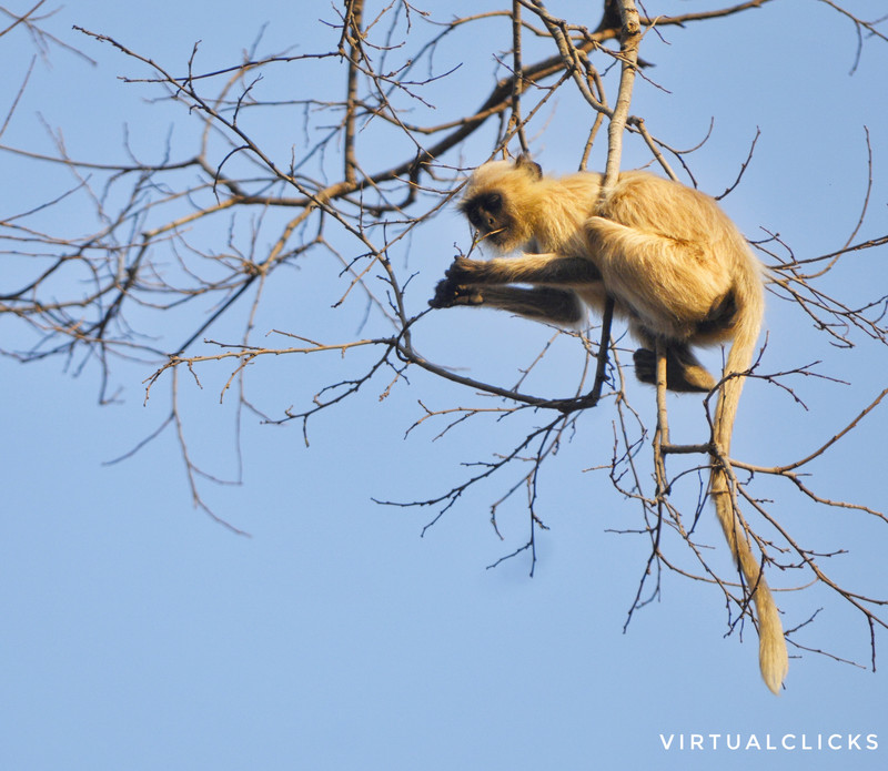 ranthambore