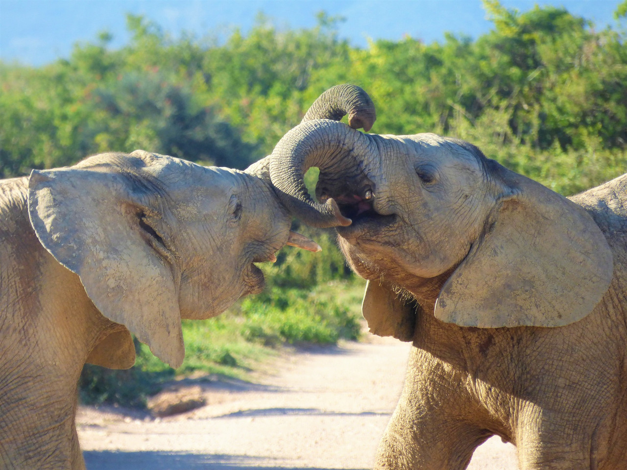 Safari à la découverte du Big Five - 5 jours