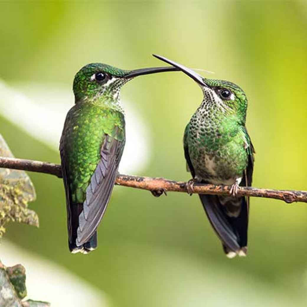 Voyage ornithologique en Equateur