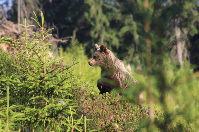 Bear seen while on tour in Slovakia