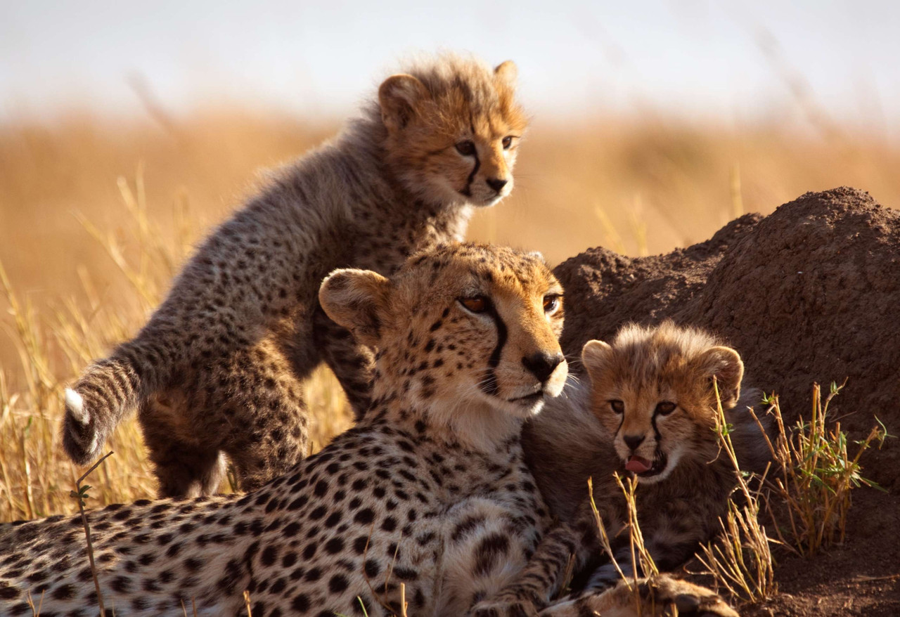 6 jours de merveilleux safari en groupe au Kenya : Masai Mara NR-Lake Nakuru NP- Amboseli NP