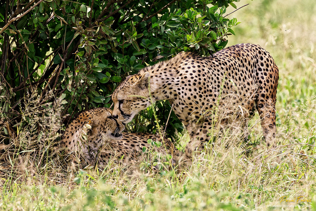 Guépards safari Tanzanie