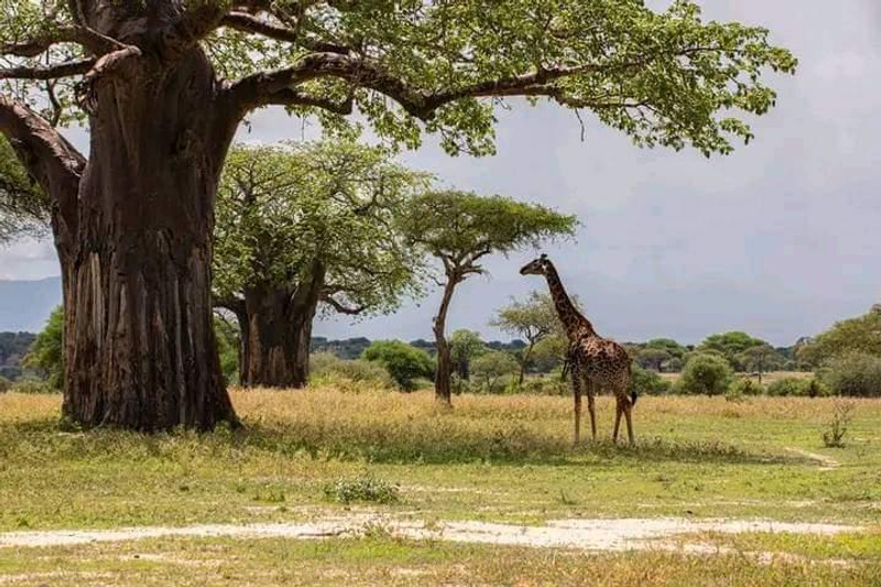 Aventure tanzanienne : 10 jours au cœur de la faune africaine
