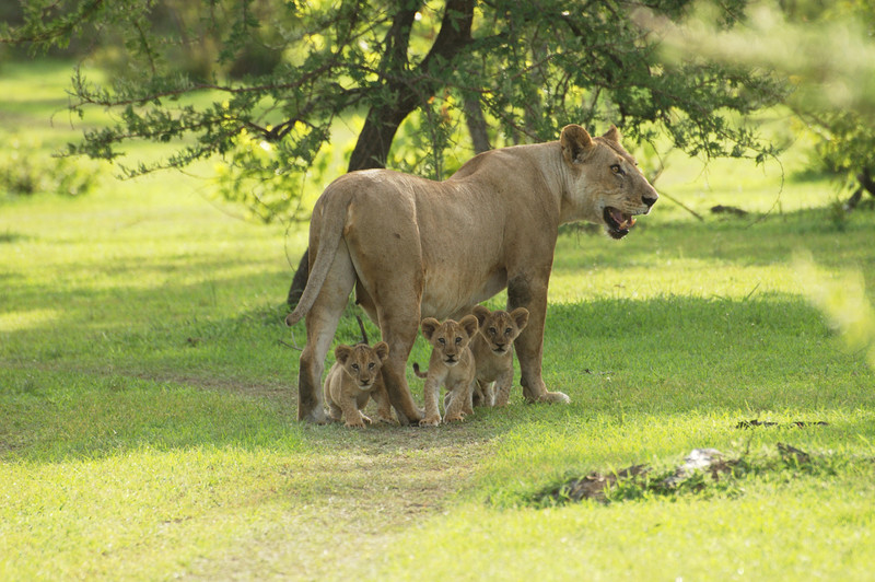 On a game drive