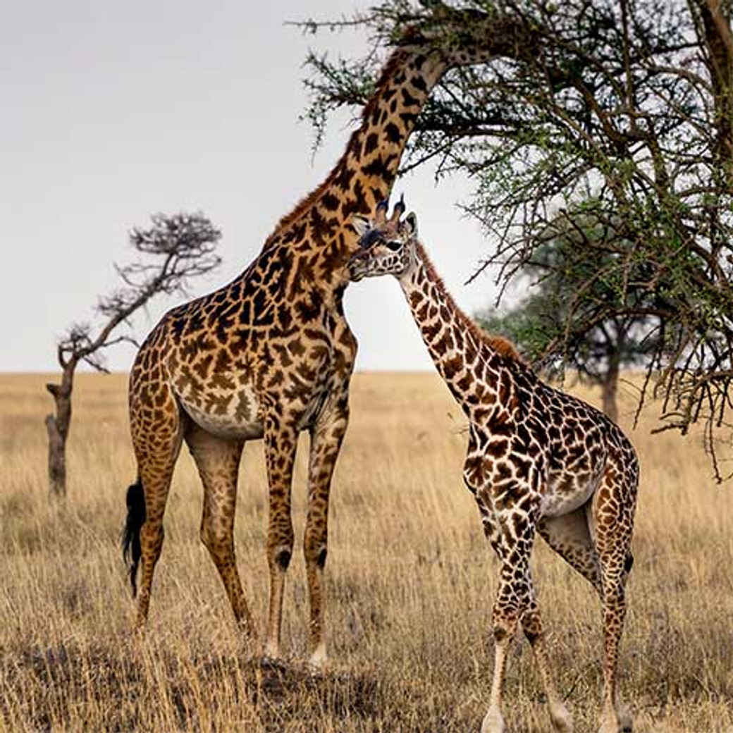 7 jours Serengeti en safari luxe pendant la migration