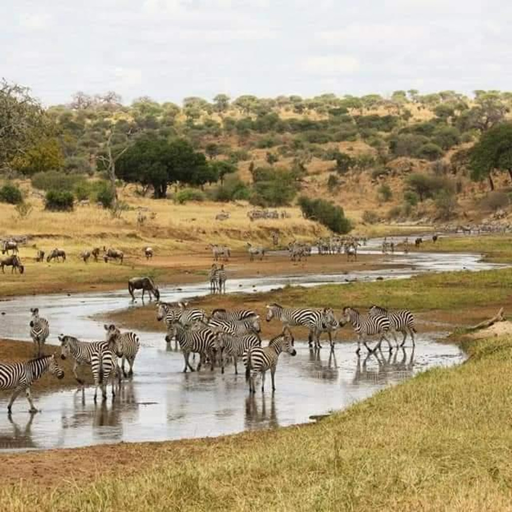 Safari de 3 jours en avion au parc national de Ruaha
