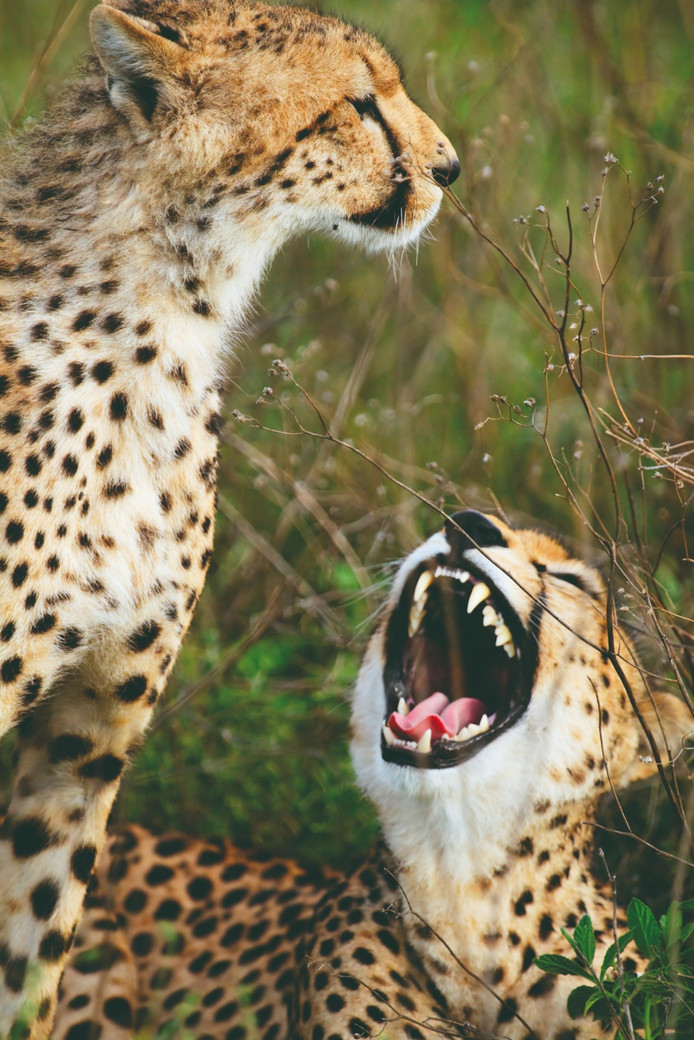 5 jours 4 nuits de Safari
