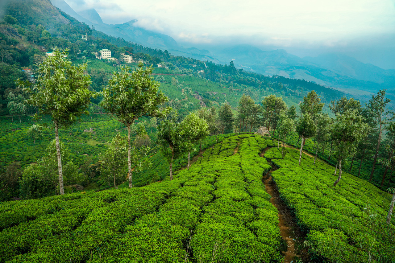Tour du Thé d'Assam - Saveurs Riches et Culture Dévoilées