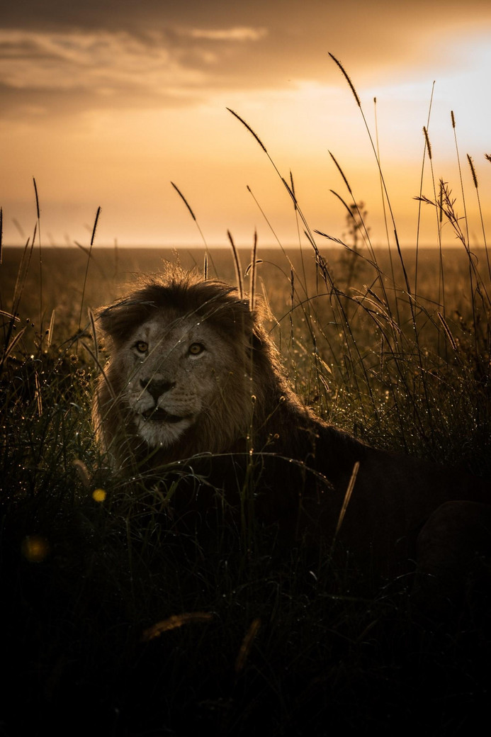Aventure tanzanienne : 10 jours au cœur de la faune africaine