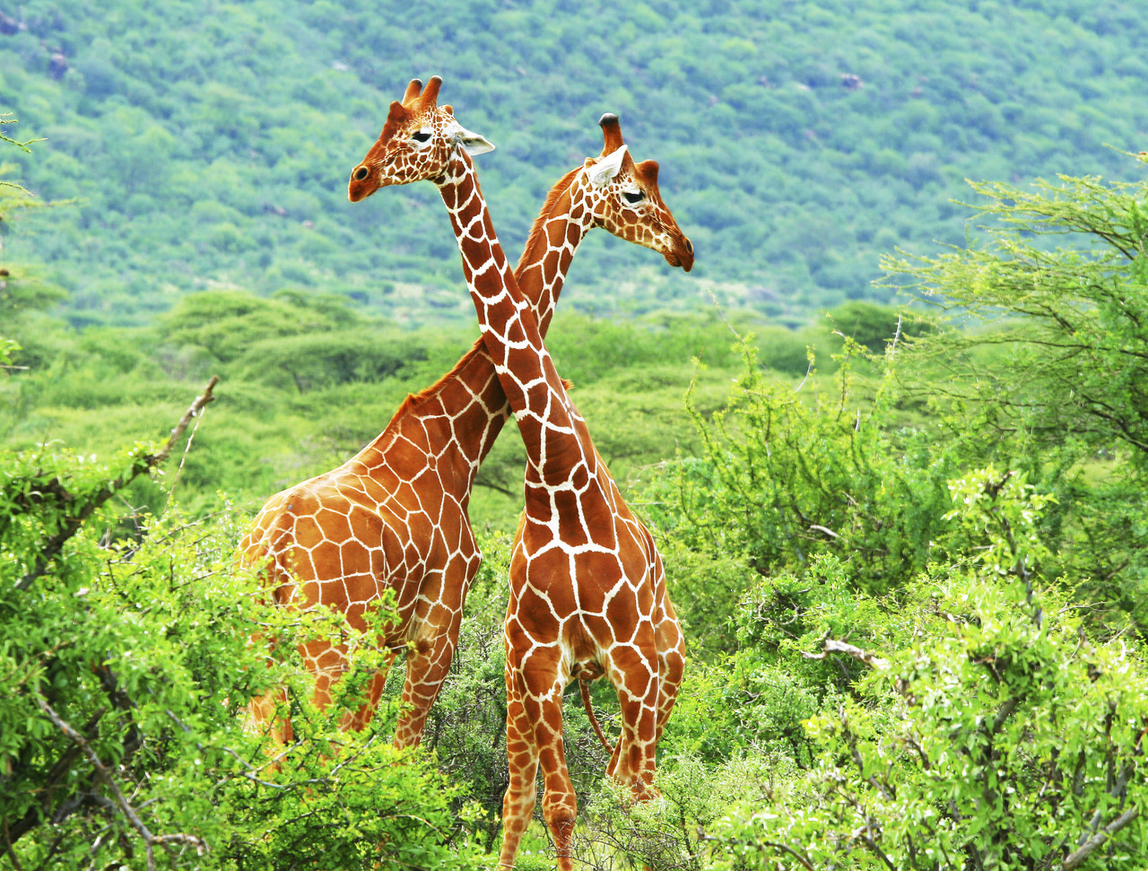 Kenya Plage et safari dans la brousse