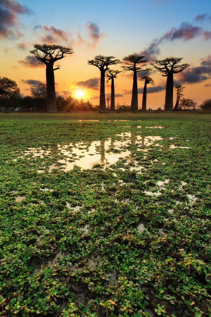 Les Tsingy de Bemaraha et l allée des baobabs