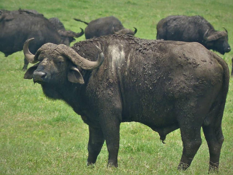 Arusha: 5-Day Safari to Tarangire, Serengeti, and Ngorongoro