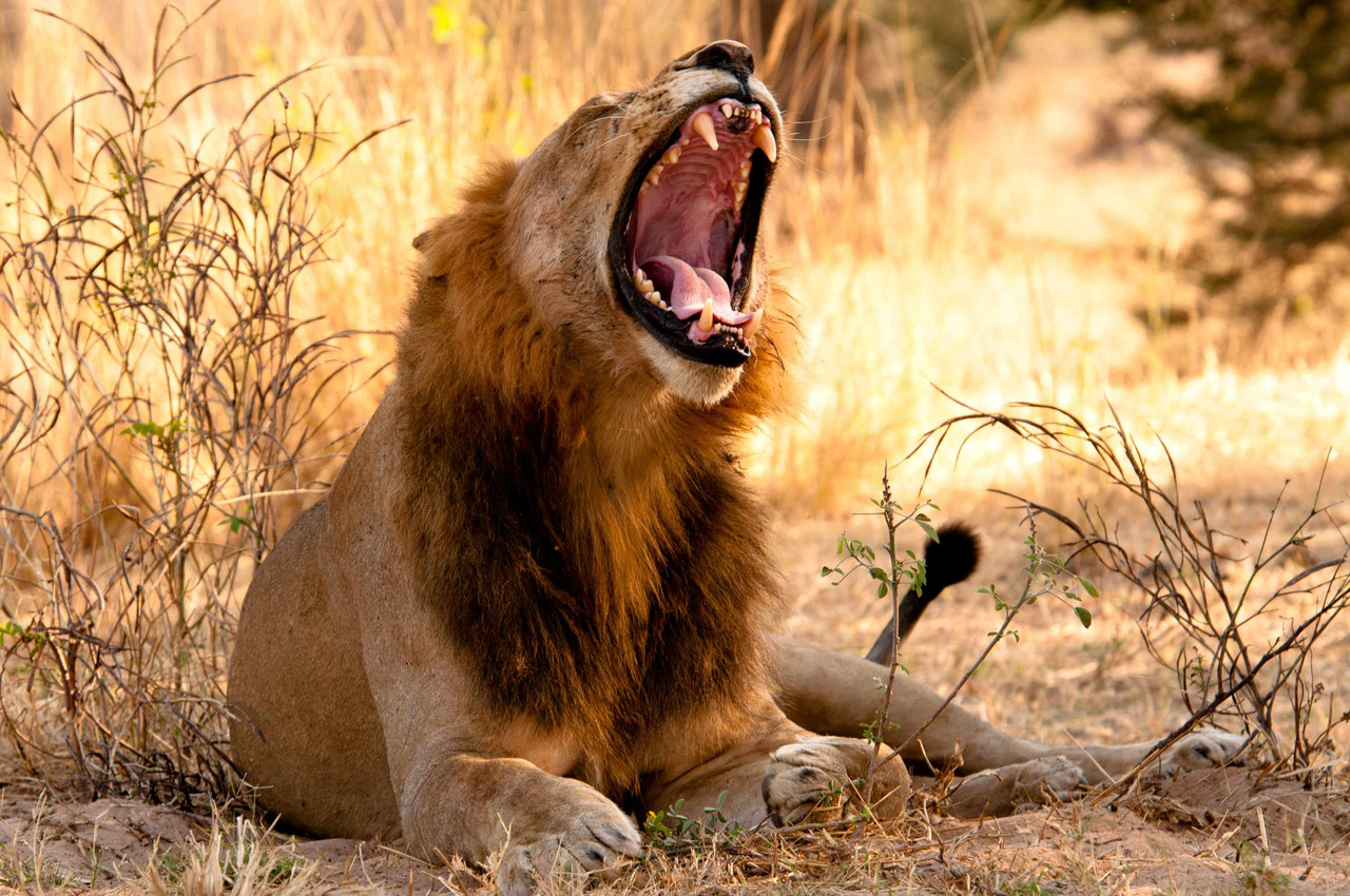 La Tanzanie du Nord: le meilleur Safari