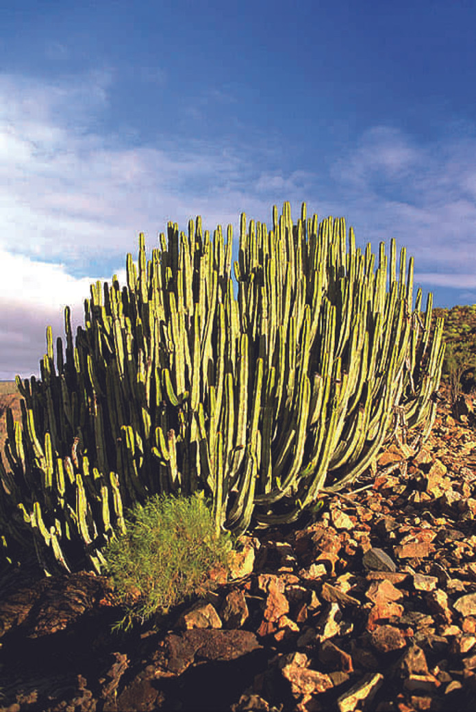 Voyagez à Gran Canaria un continent en miniature