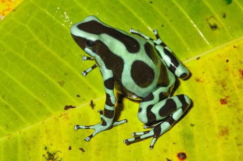 De la côte Caraïbe au Pacifique du Costa Rica