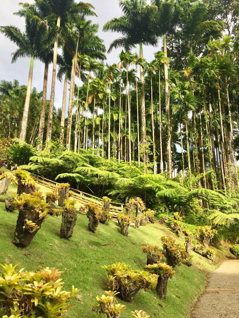 La Martinique du Sud au Nord en 8 jours