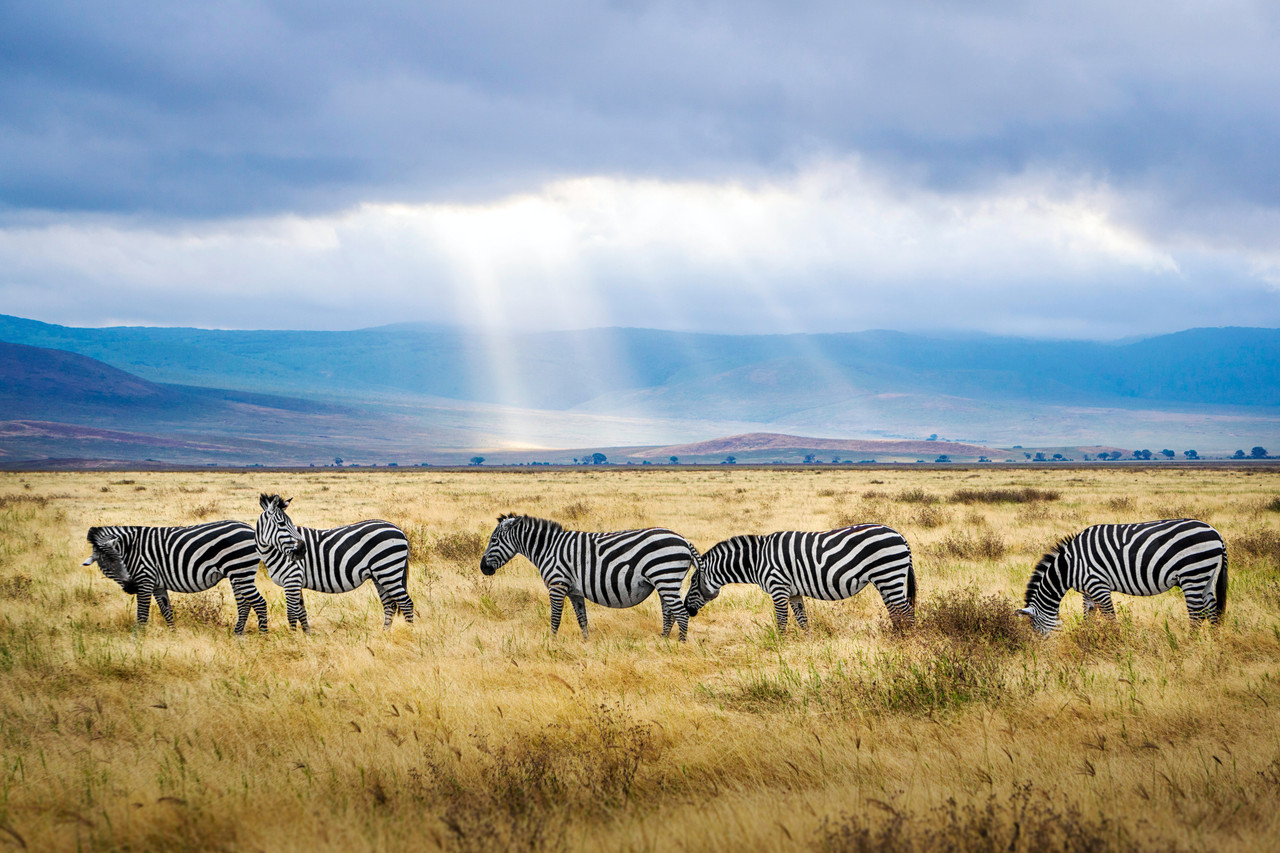 Serengeti,Ngorongoro and Tarangire Parc National