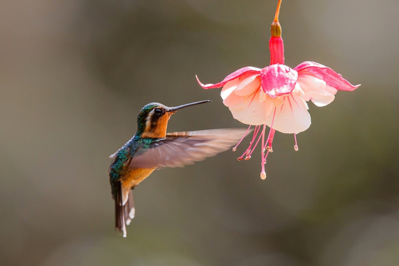 Colibri fleur rose