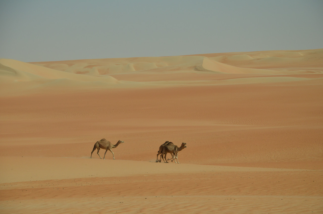 Arabia Felix