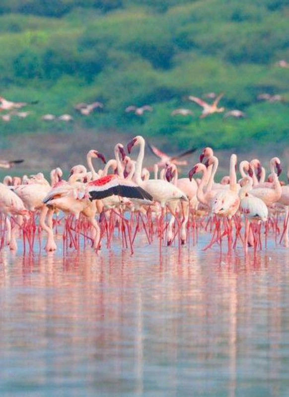 Nakuru-Lake Bogoria Day Trip