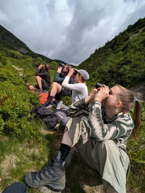 Watching for bears in Slovakia
