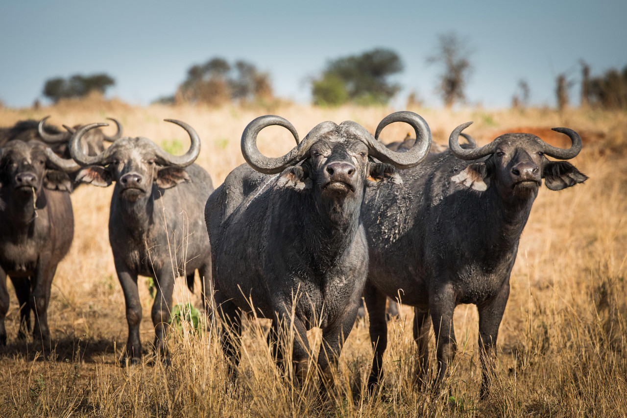 Buffallo On safari