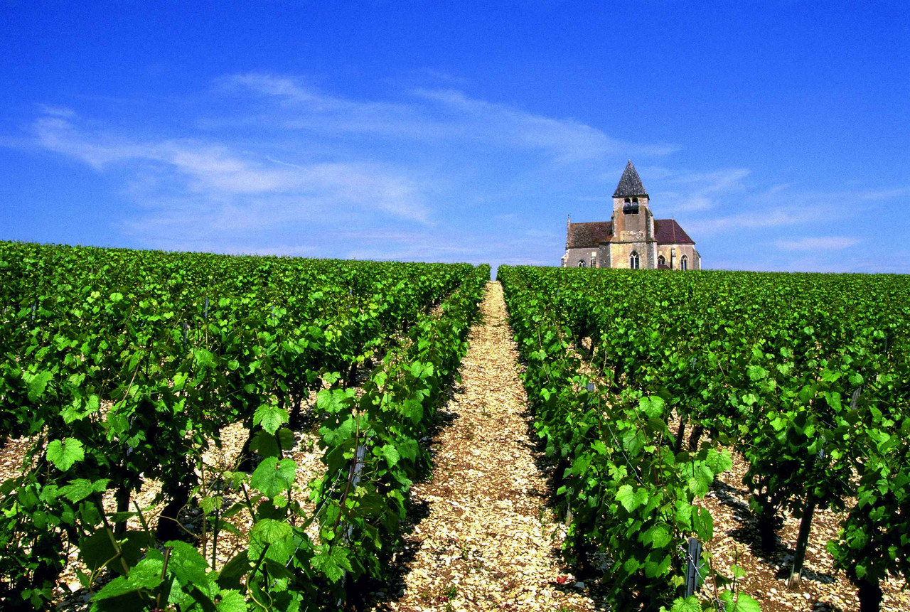 Wine Tour en Côte de Nuits