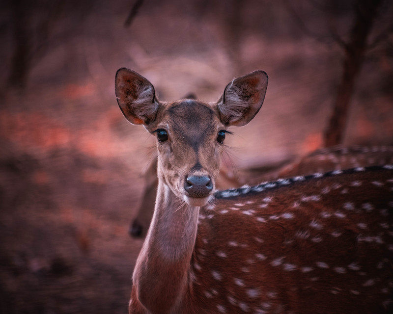 ranthambore