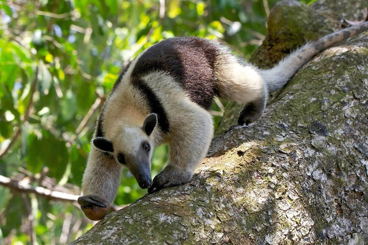 De la côte Caraïbe au Pacifique du Costa Rica