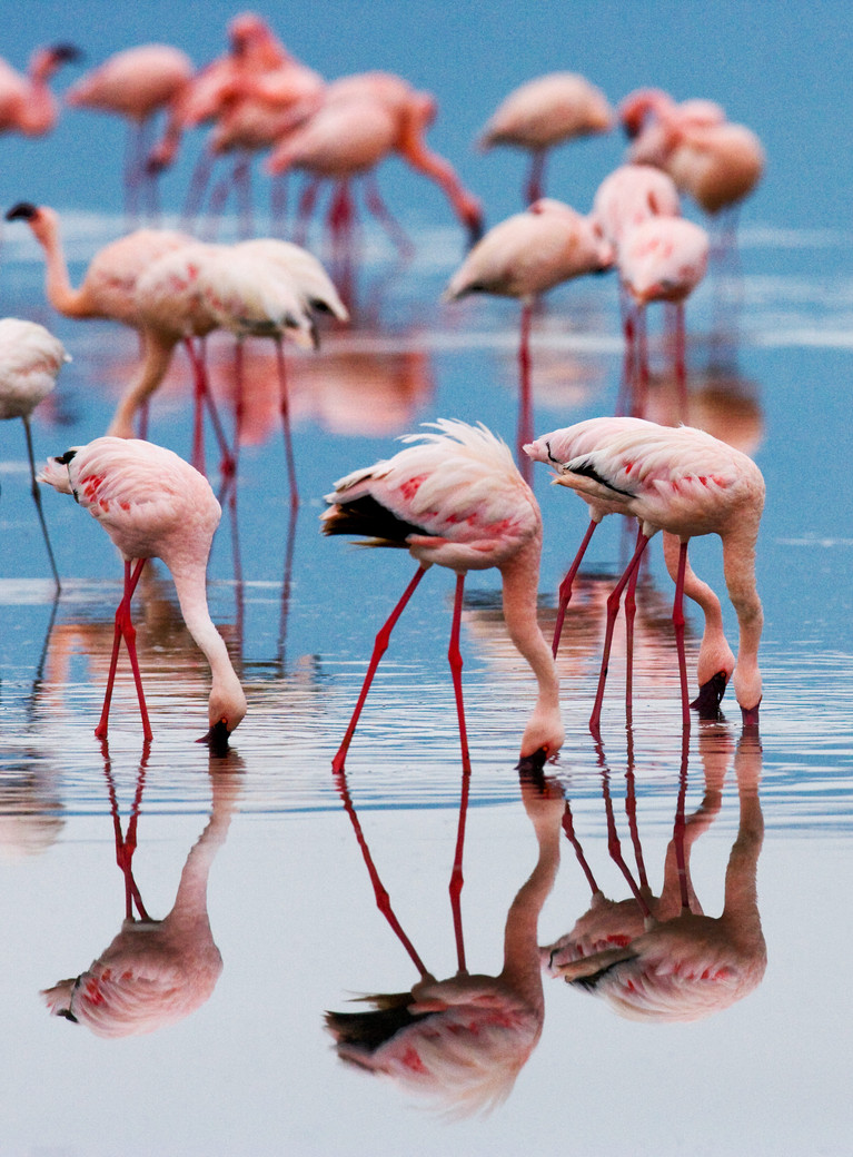 Ol Pejeta conservancy, le lac Nakuru et l'aventure Masai Mara en 5 nuits et 4 jours