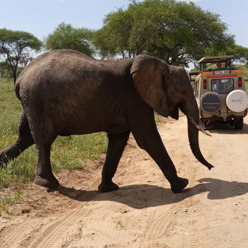 Arusha: 5-Day Safari to Tarangire, Serengeti, and Ngorongoro