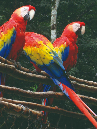 Oiseaux tropicaux de Macaw Mountain