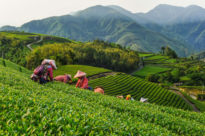 Munnar Randonnée