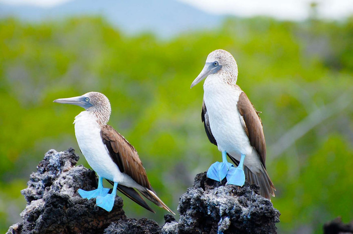 Le trésor des Galápagos : le snorkeling à Kicker Rock