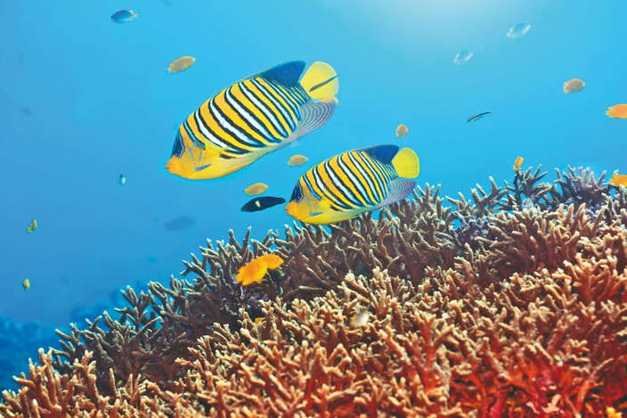Hulhumale Lagoon - Eyboodhoo Lagoon - 2h00