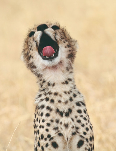 Parc national du Serengeti - Karatu