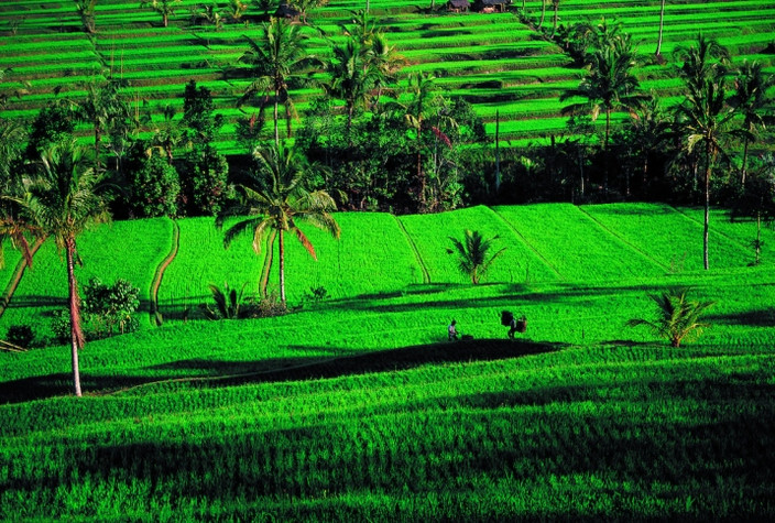 Arrivée à l aéroport de Bali  Transfert vers votre hébergement