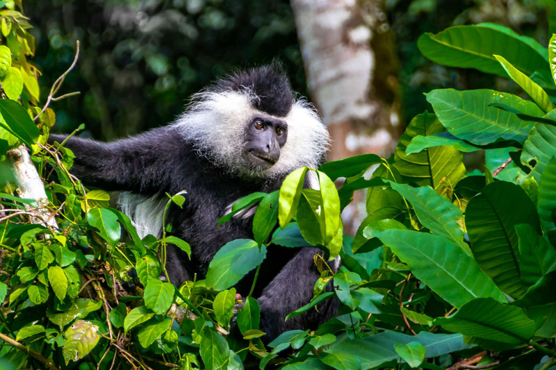 Trekking des chimpanzés et visite des plantations de thé