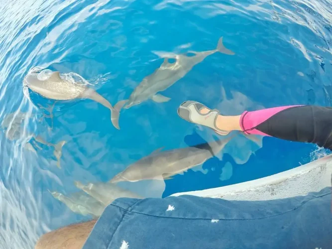 Manjuyod Sandbank mit Delfinbeobachtungstour