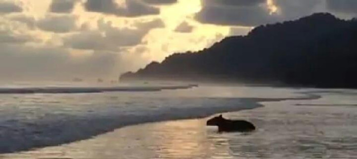 Le parc national de Corcovado