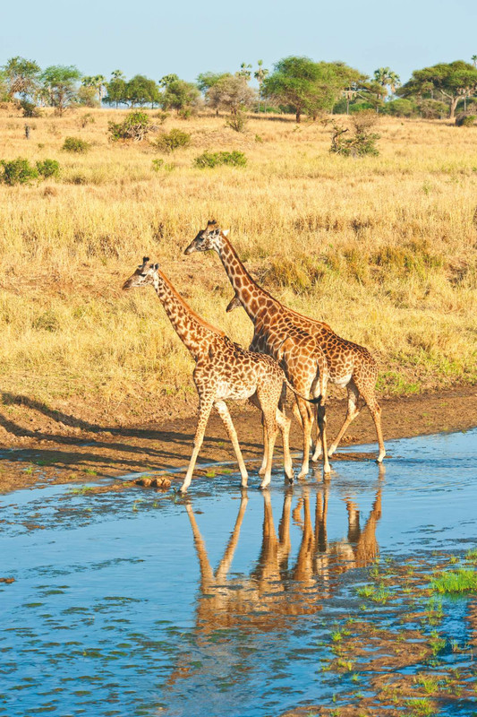 Parc national de Arusha