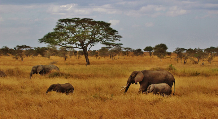 Parc national du Serengeti