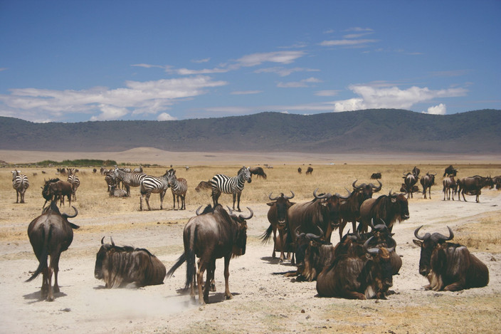 Parc national du Serengeti