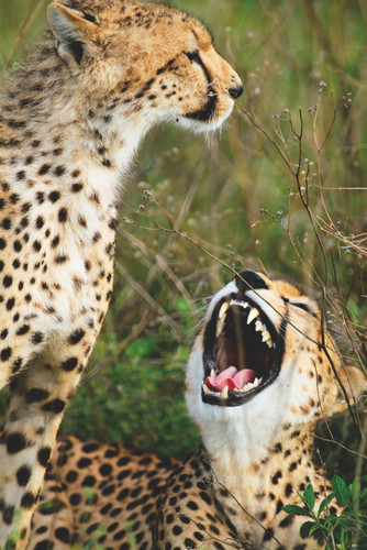 Parc National du Serengeti