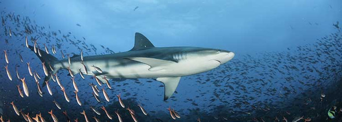 Tour de la baie de Puero Ayora et départ pour l'île d'Isabela