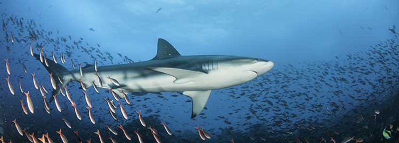 Tour de la baie de Puero Ayora et départ pour l'île d'Isabela