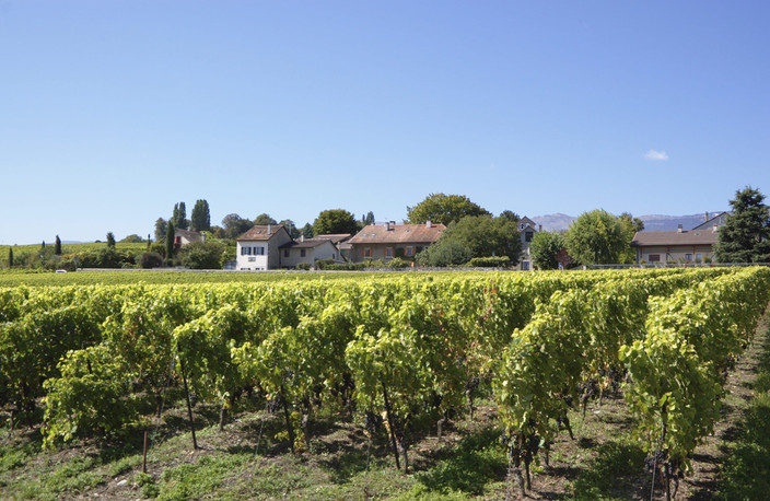 VIGNOBLES DE LA COMBE DE SAVOIE